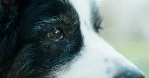 Macro Close-up: Australian Shepherd's Eyes Then Pan to Sniffing Nose Stock Footage 332841525