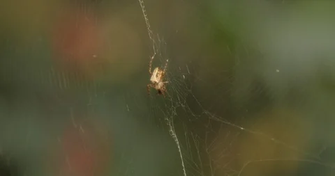 Macro Close Up of Australian Spider in Web Stock Footage 86103546
