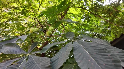 Macro close-up of autumn chestnut leaves and spiky conkers on the forest floor Stock Footage 341019347