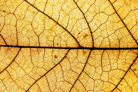 Macro close up of autumn leaves. Structure of leaf. Macro texture Stock Photos