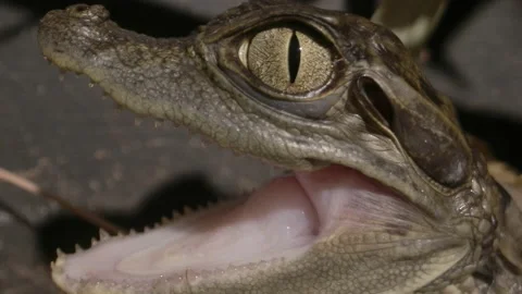 Macro close up of baby caiman face Stock Footage 167334060