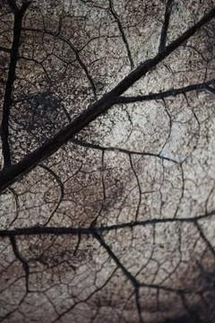 Macro close-up background texture of dry leaf vein skeleton with dark details Stock Photos