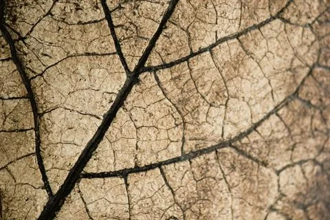 Macro close-up background texture of dry leaf skeleton with branching veins Stock Photos