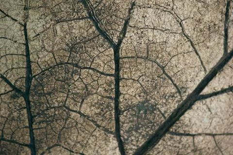 Macro close-up background texture of dry leaf vein skeleton with detailed p.. Stock Photos