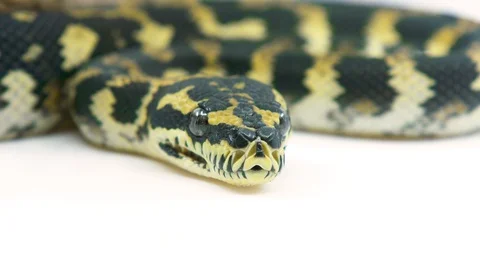 Macro close-up ball python snake looking at the camera on a white Stock Footage 100403892