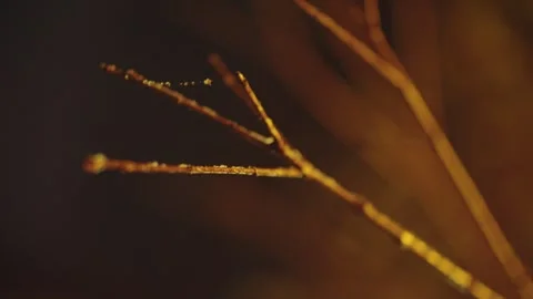 Macro Close-up of Bare Tree Branches with Dew Drops at Night Видео 337409897