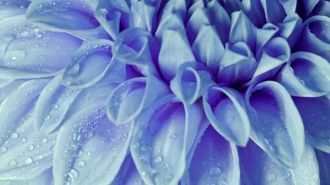 Macro Close Up Of A Beautiful Blue Chrysanthemum Flower With Water Droplets Stock Footage 342233425