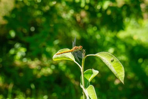 Macro Close-up of a Beautiful Brown Dragonfly Resting on a Green Garden Plant 库存照片