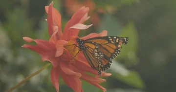 Macro Close Up of Beautiful Orange Butterfly on Red Flower Stock Footage 86133890