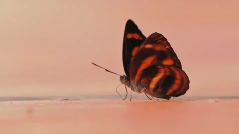 Macro close up of a beautiful vibrant orange and black butterfly resting Stock Footage 348258583