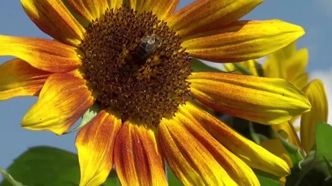Macro Close Up Bee collecting Nektar in bright yellow Sunflower Stock Footage 263678710