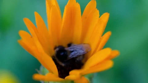 Macro close up of Bee Collecting Pollen in Yellow Flower during pollination time Stock Footage 206152288