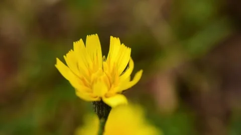 Macro close up of Bee Collecting Pollen in Yellow Flower during pollination time Stock Footage 213604182