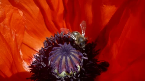 Macro close-up of a bee collecting pollen from a red flower during pollination Stock Footage 244941630