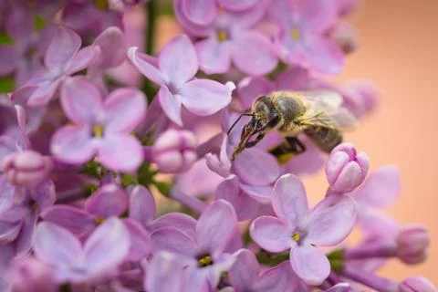 Macro close up of Bee collecting pollen on Lilac blossoms Stock Photos