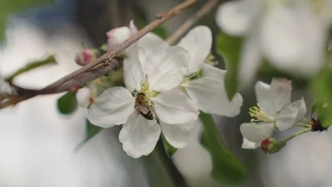 Macro close up. A bee collects nectar from a white apple tree flower Stock Footage 321901778