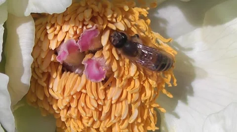 Macro Close-up Bee pollinating Summer Peony Flower, Bee on Flower Stock-Footage 50769019