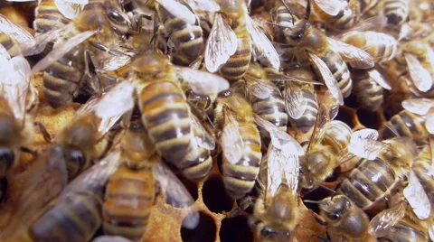 Macro Close up Bees on wax frame Stock Footage 49545888