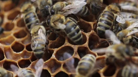 Macro close up of bees working in the beehive Stock Footage 75456456