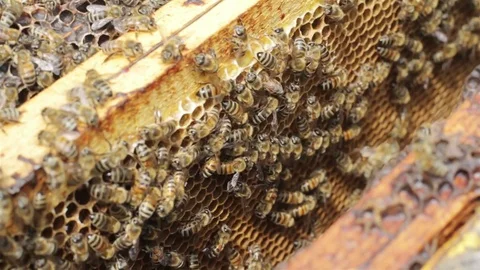 Macro close up of bees working in the beehive Stock Footage 75936818