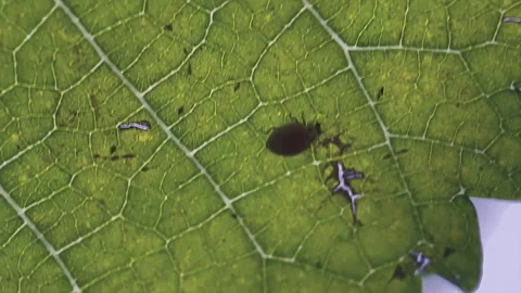 Macro close up of a beetle on a green leaf 動画素材 346547451