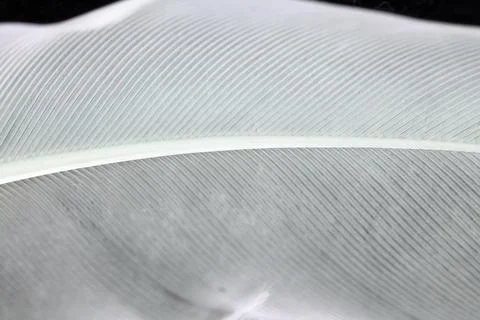 Macro Close Up of a Bird Feather Wing Foto stock