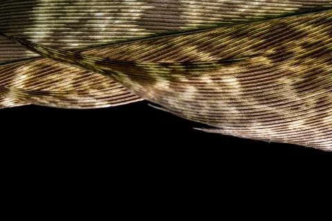 Macro Close Up of a Bird Feather Wing Stock Photos