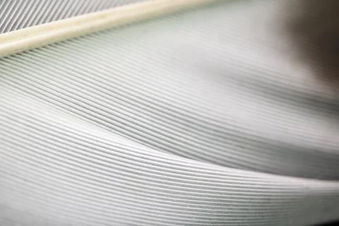 Macro Close Up of a Bird Feather Wing Stock Photos