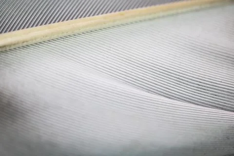 Macro Close Up of a Bird Feather Wing Stock Photos