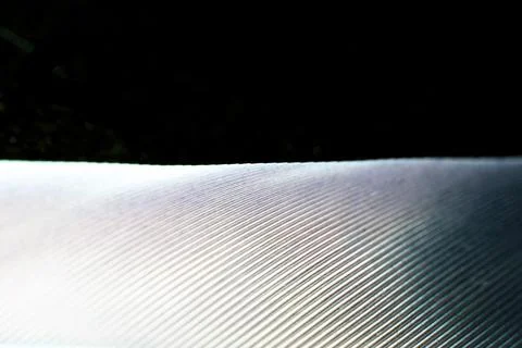 Macro Close Up of a Bird Feather Wing Stock Photos