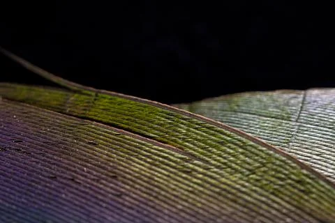 Macro Close Up of a Bird Feather Wing Stock Photos