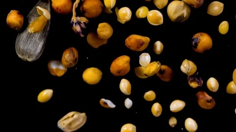 Macro Close Up of Bird Seed Falling Over Black Background Slow Motion 1500fps Stock Footage 119817940
