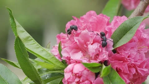 Macro Close Up Of Black Ants Crawling On Vibrant Pink Blooming Flower Petals Video stock 342027707