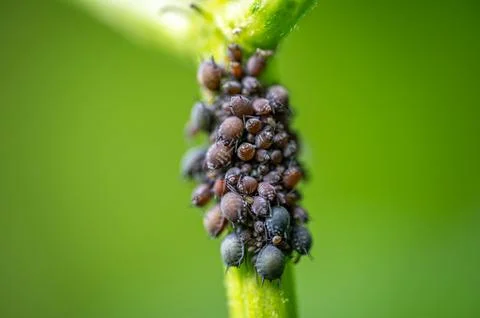 Macro close up of black bean aphids (Aphis sambuci) clustered on elderberry.. Stock-Fotos