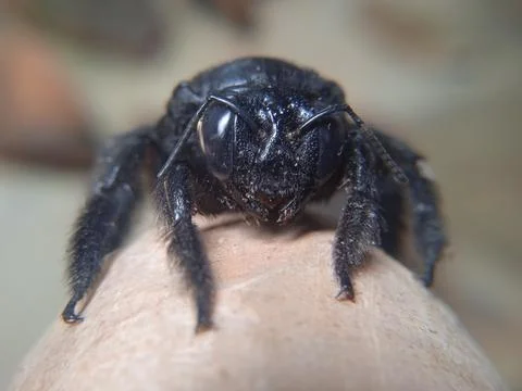 Macro Close-Up of Black Carpenter Bee Stock Photos