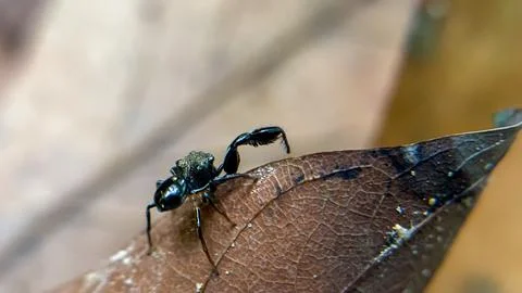 Macro close-up of a black jumping spider mimicking an ant on a dry leaf in natur Stock Photos