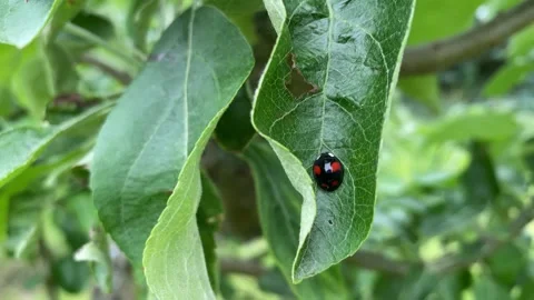 Macro Close-Up of Black Ladybug with Red Spots Crawling on Leaf Stock Footage 311097334