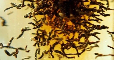 Macro close up of black tea brewing Stock Footage 124012247