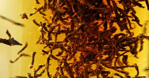 Macro close up of black tea brewing Видео 124012262
