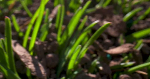 Macro close-up of blades of grass in a lawn Stock Footage 130583259