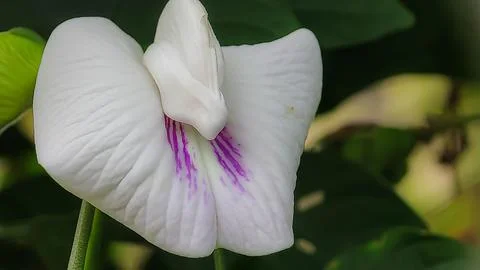 Macro Close-Up of Blooming Flower Stock Photos