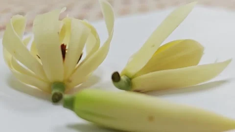 Macro close up of blooming white champaca flowers on white surface. 스톡 동영상 338008524