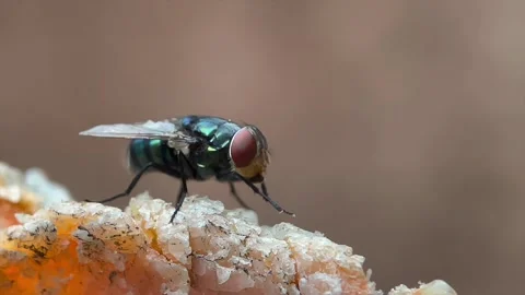 Macro close up of a blowfly resting on a textured surface Video stock 346562696