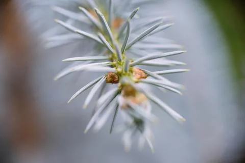 Macro close-up of blue spruce pine tree branch needles in winter forest Stock Photos