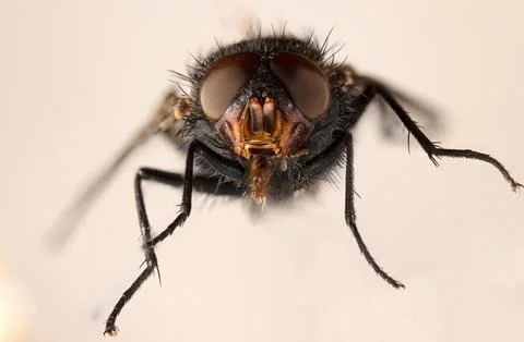 Macro Close-Up of a Bluebottle Flys Head , Calliphora vomitoria with Detail.. Stock Photos