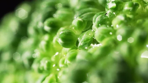 Macro Close up of bright fresh Broccoli with water flowing between buds 動画素材 130104866