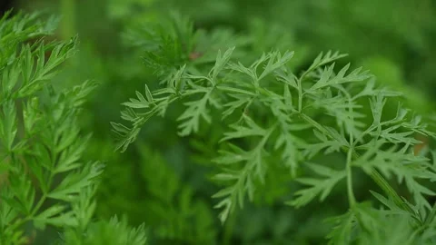 Macro close up of bright green carrot leaves moving in a light wind with fresh Stock Footage 332720014