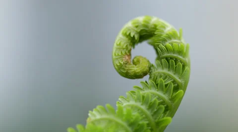 Macro close-up of bright green fiddlehead Stock Footage 38837979