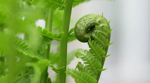 Macro close-up of bright green fiddlehead and fern fronds Stock Footage 38851827