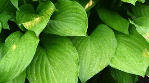 Macro close-up bright green Hosta leaves covered in raindrops moving in a light Stock Footage 312945191